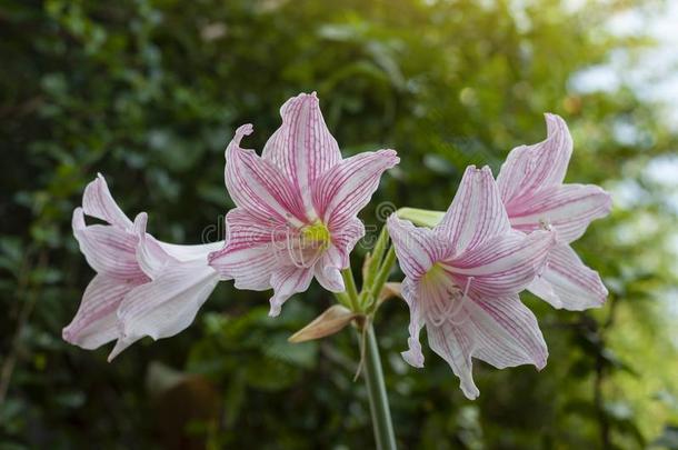 粉红色的和白色的孤挺花或石蒜科孤挺花属植物花花采用指已提到的人garden花园
