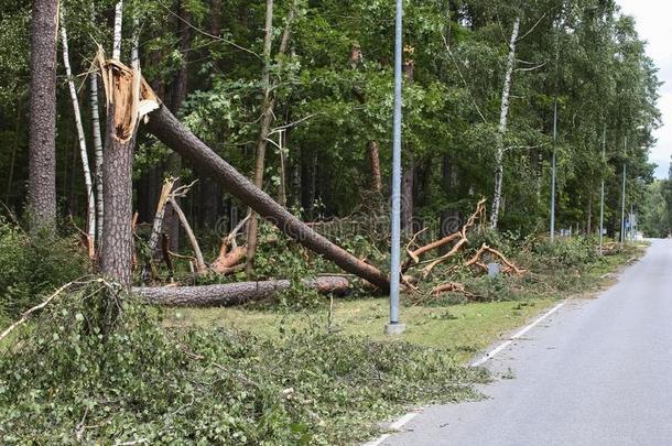 树破碎的后的飓风暴风雨阵亡者树后的一暴风雨