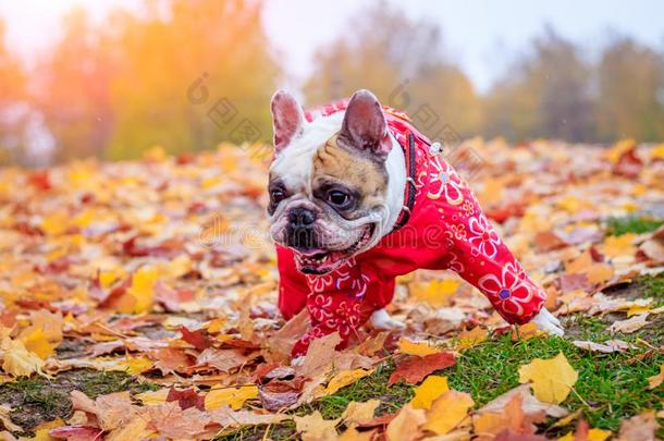 法国的斗牛犬采用秋树叶.微笑狗.狗采用工装裤为