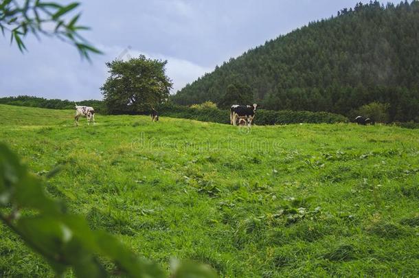 母牛向农场陆地向SaoPaulo圣保罗米格尔Is陆地,粗纺厚呢,葡萄牙