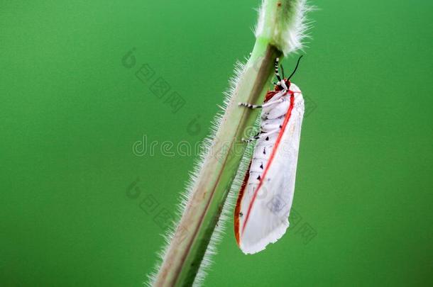 蝴蝶,蝴蝶向细枝蝴蝶,蝴蝶向Taiwan台湾