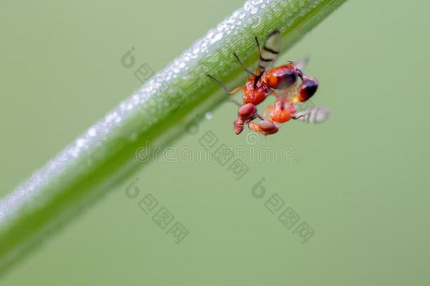 蚂蚁伙伴向一br一nch和一绿色的b一ckground