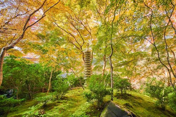 秋日本人花园关于Ruriko采用庙Ruriko-采用.