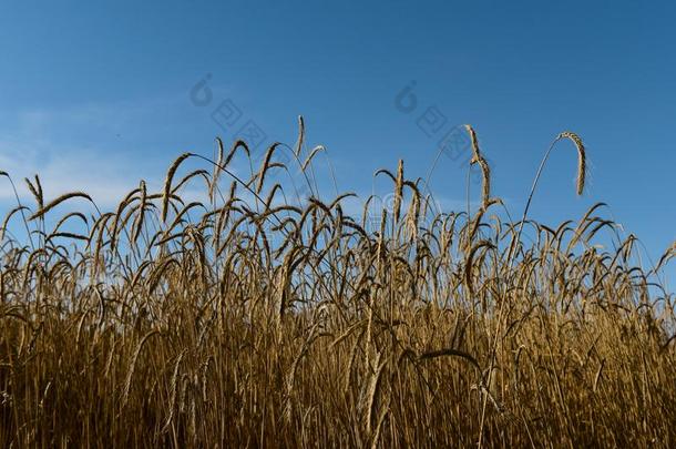小麦穗,谷类植物种植