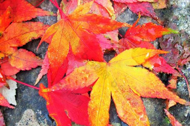 美丽的秋颜色鲜艳的树叶和树风景采用都市的先锋