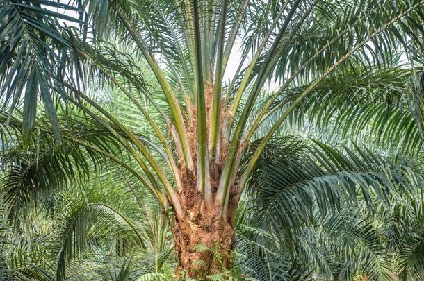 成熟油手掌树和健康的蕨类或棕榈类植物的叶子和树干