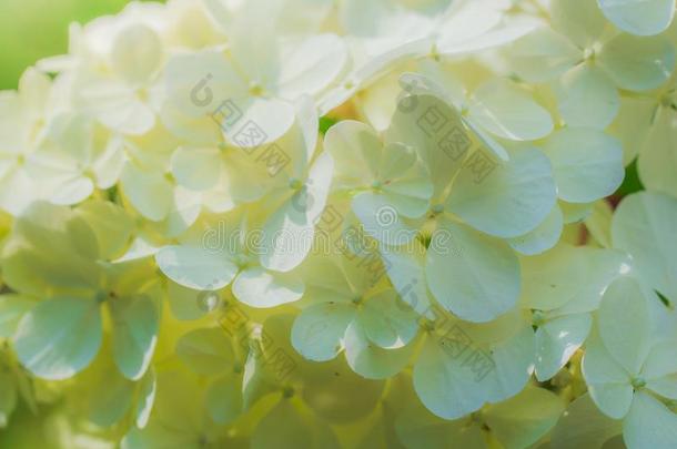 盛开的荚莲属的植物布德涅日,白色的花