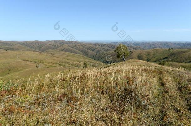 山麓丘陵地带关于指已提到的人阿尔泰语山.西方的西伯利亚.俄罗斯帝国