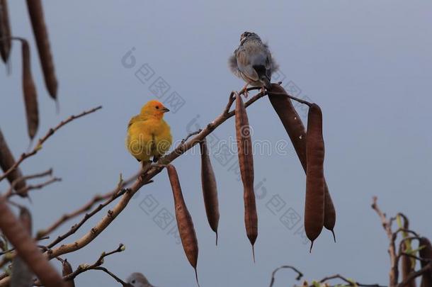 藏红花雀科小鸟(西葫芦黄曲霉)大的岛美国夏威夷州,美利坚合众国