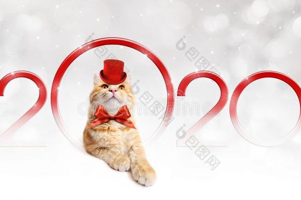 2020幸福的新的年数字文本和有趣的魔法姜猫和