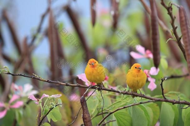 藏红花雀科小鸟(西葫芦黄曲霉)大的岛美国夏威夷州,美利坚合众国