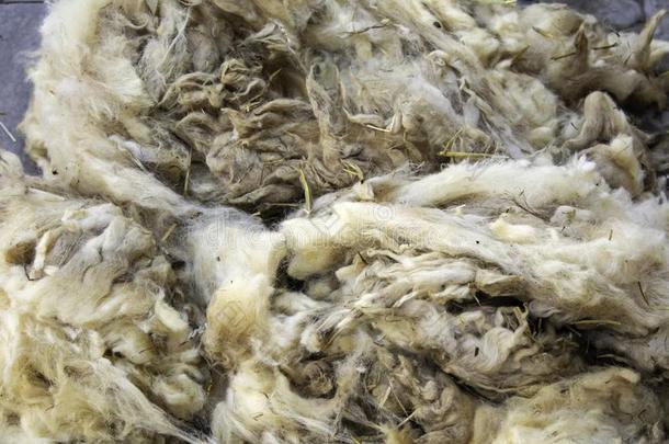 羊羊毛
