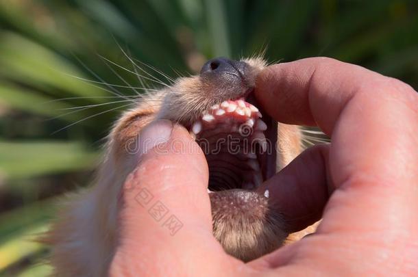 小型的狗种和牙齿的流出