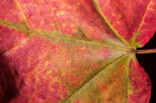 富有色彩的红色的枫树秋叶子和绿色的和棕色的叶脉的形成和