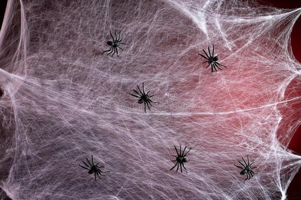 伸展<strong>白色</strong>的蜘蛛网和红色的背后照明和黑的蜘蛛,后面