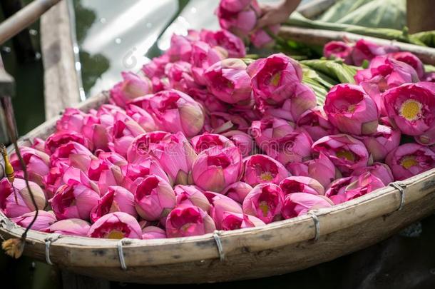 粉红色的莲花向木制的小船,镇定的从莲花农场plantati向
