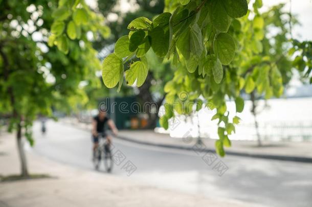 绿色的树树枝和都市的路.男人骑脚踏车兜风和自行车向波黑