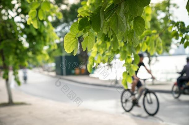<strong>绿色</strong>的树树枝和都市的路.男人骑脚<strong>踏</strong>车兜风和自行车向波黑
