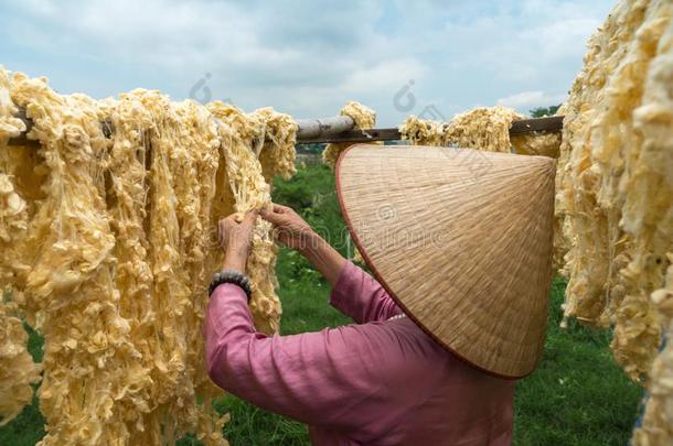 生的关于线萃取的从指已提到的人茧关于指已提到的人蚕烘干