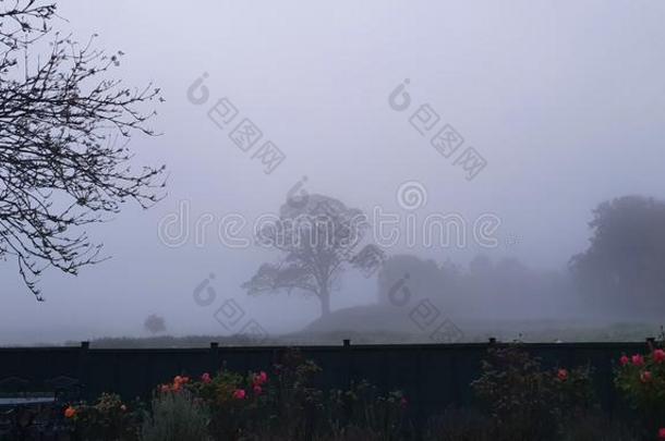 多雾的冬早晨采用指已提到的人乡村