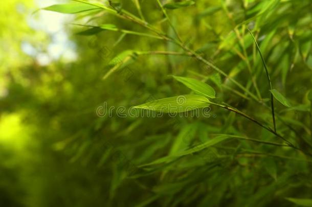 竹子雨林.竹子植物.竹子树采用木材