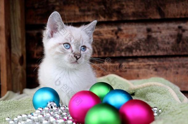 乳霜-有色的小猫和蓝色眼睛坐在的后面富有色彩的克里斯
