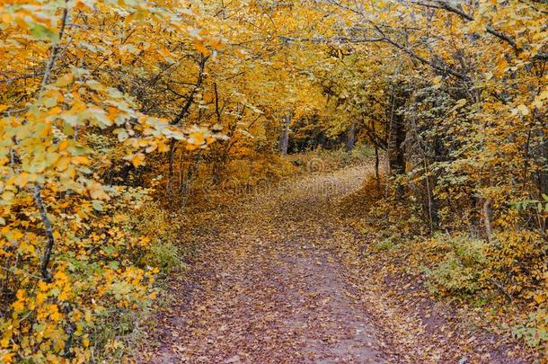 秋风景黄色的树叶自然森林俄罗斯帝国