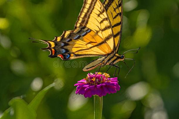 西方的老虎燕尾状物蝴蝶寻找花蜜向紫色的zinfandel馨芬黛葡萄酒