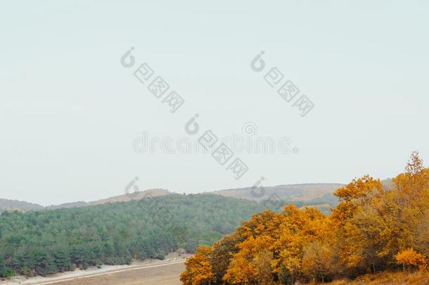 秋风景黄色的树叶自然森林俄罗斯帝国