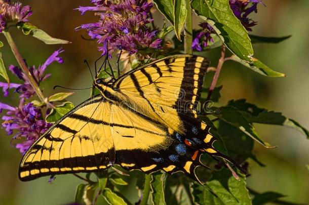 西方的老虎燕尾状物蝴蝶寻找花蜜向紫色的关口