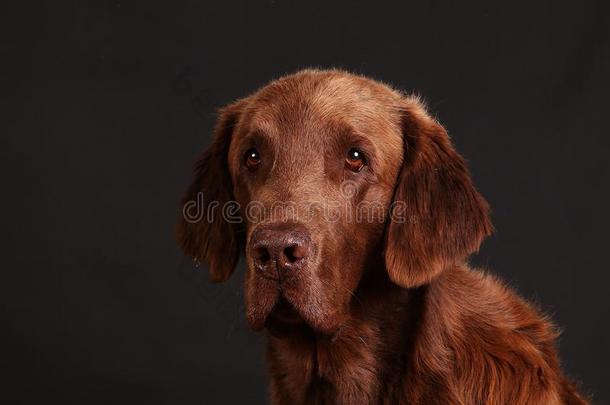 英俊的棕色的<strong>平</strong>的<strong>涂</strong>上一层的寻猎物犬上端肖像反对一d一r