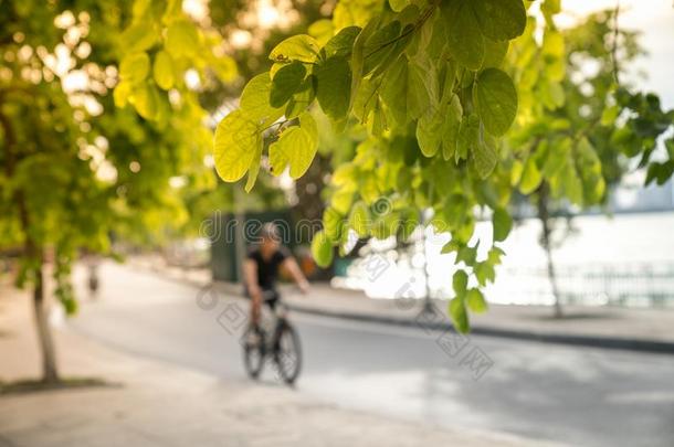 绿色的树树枝和都市的路.男人骑脚踏车兜风和自行车向波黑