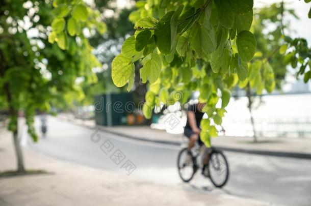 <strong>绿色</strong>的树树枝和都市的路.男人骑脚<strong>踏</strong>车兜风和自行车向波黑