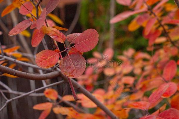 红色的秋树叶,很浅的集中,和煦的：照到阳光的秋al一天