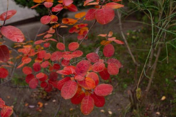 红色的秋树叶,很浅的集中,和煦的：照到阳光的秋al一天