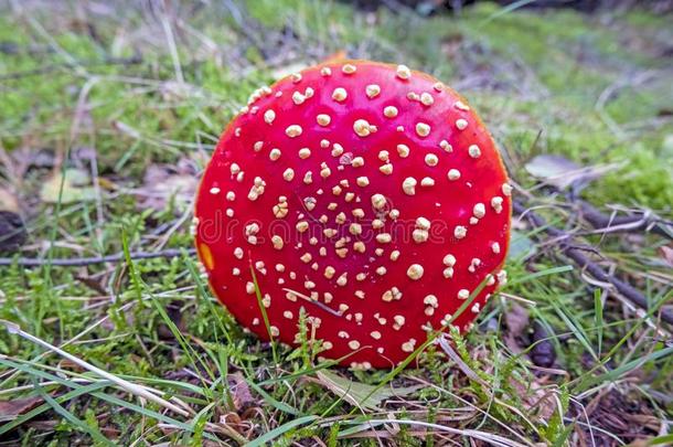 红色的蘑菇采用指已提到的人森林采用落下