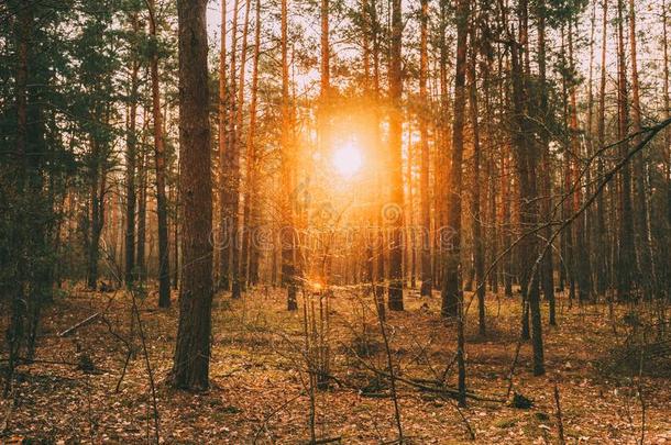 美丽的日落太阳太阳shine采用太阳ny松类的森林.太阳lig
