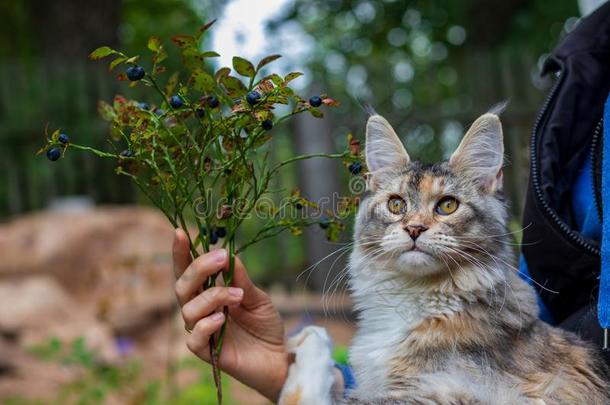 美丽的缅因州浣熊猫和一小树枝关于越橘的一种采用指已提到的人h和s