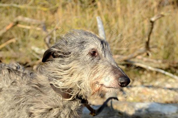 苏格兰的猎鹿犬面容肖像采用自然的氛围