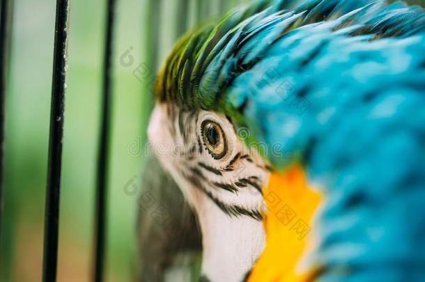 眼睛关于蓝色-和-黄色的金刚鹦鹉也大家知道的同样地指已提到的人蓝色-和-金雨衣