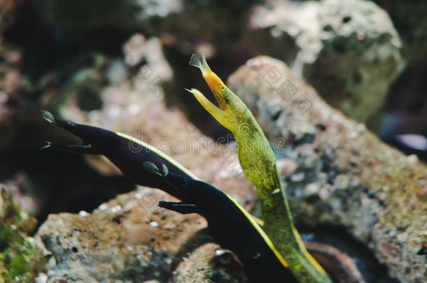 带鳝鱼犀牛查询和岩石背景采用水族馆