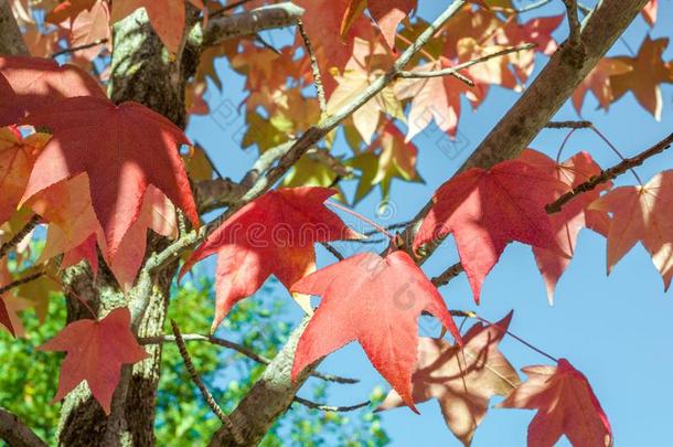 详述关于胶皮糖香树红色的秋的叶面失去在上面