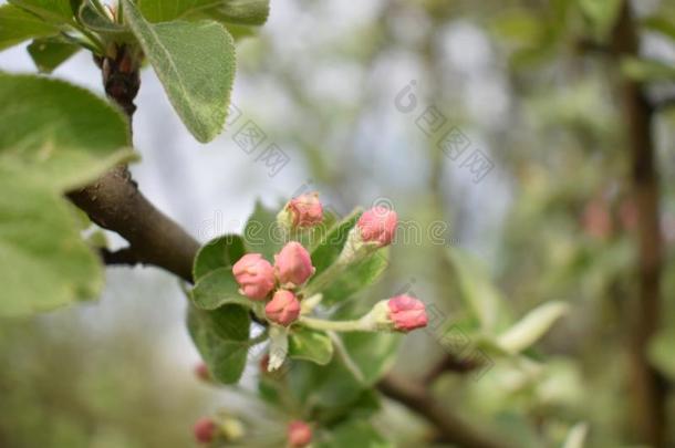 花苹果树绿色的粉红色的叶子