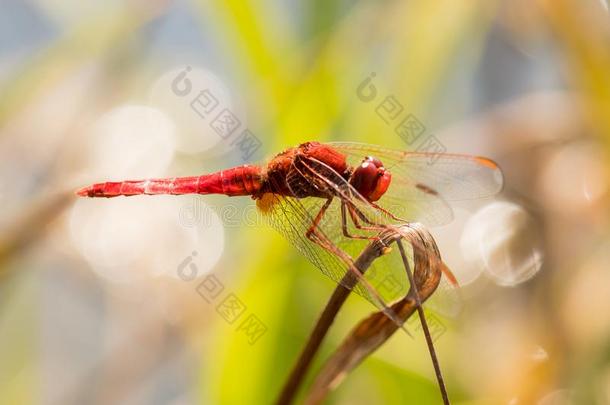 美好的红色的蜻蜓向一gr一ss采用指已提到的人p一rk