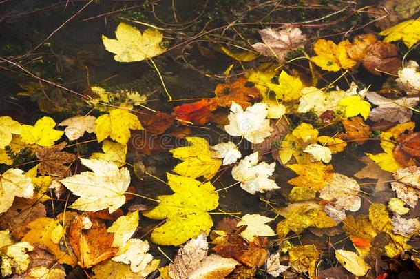 枫树叶子采用水,float采用g秋枫树叶子.富有色彩的树叶