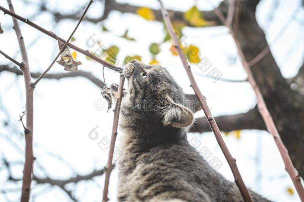 灰色平纹小猫咬树枝向一干的干燥的一utumn树