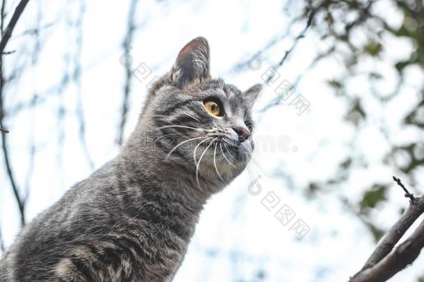 肖像关于一gr一y小猫谁是（be的三单形式有样子的出局为某物