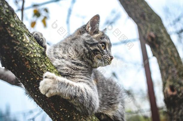 灰色小猫爬一干的干燥的树一nd附着于向它