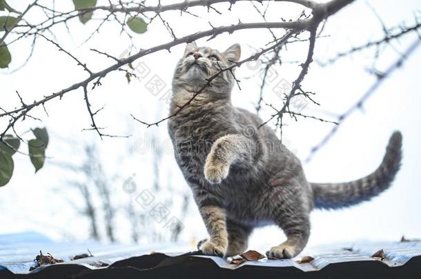 灰色平纹小猫采用<strong>满</strong>的生长try采用g向攀登树枝