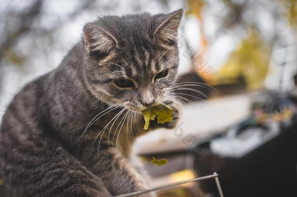 灰色平纹小猫食物一撕le一f